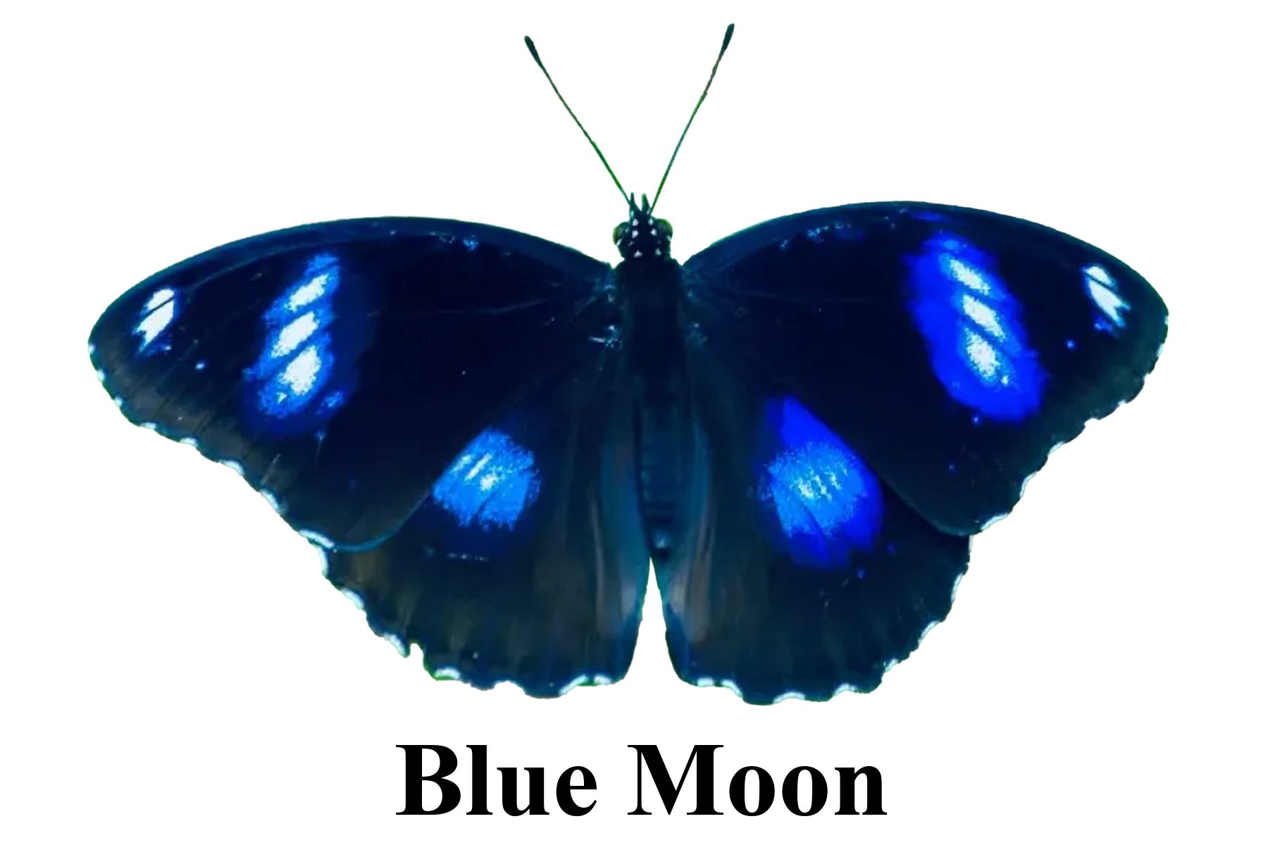 Blue Moon