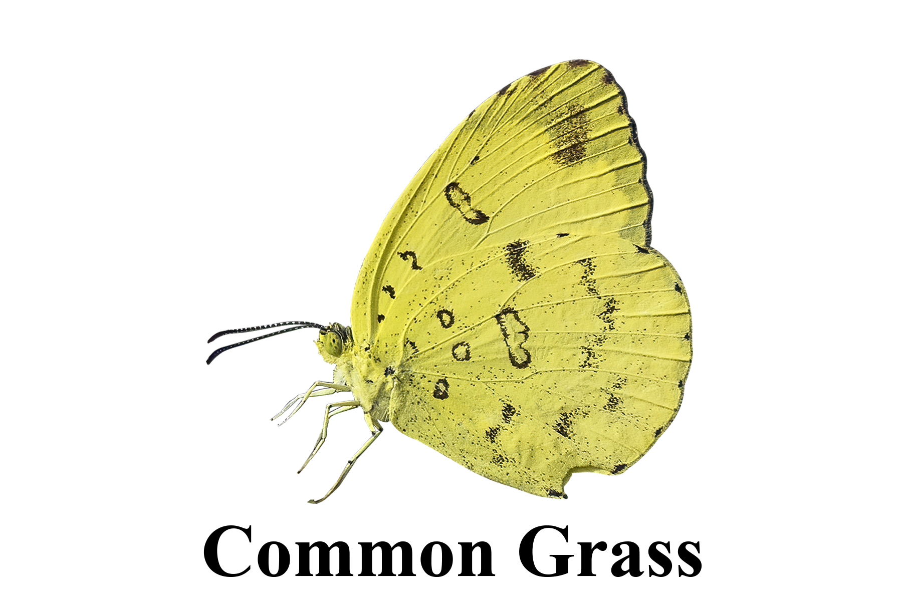 Common Grass