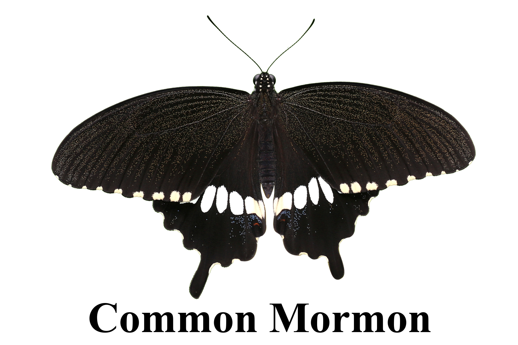 Common Mormon