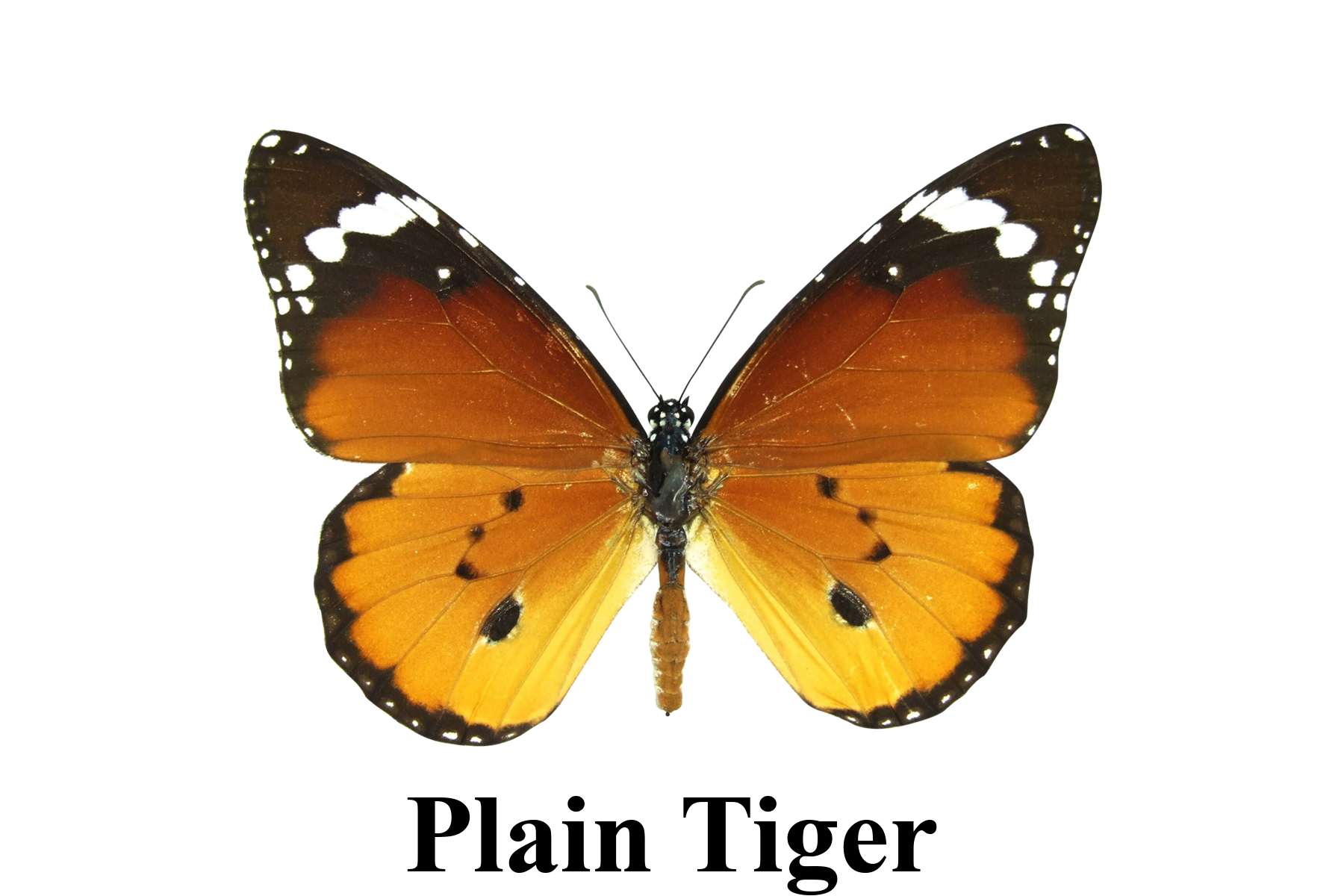 Plain Tiger