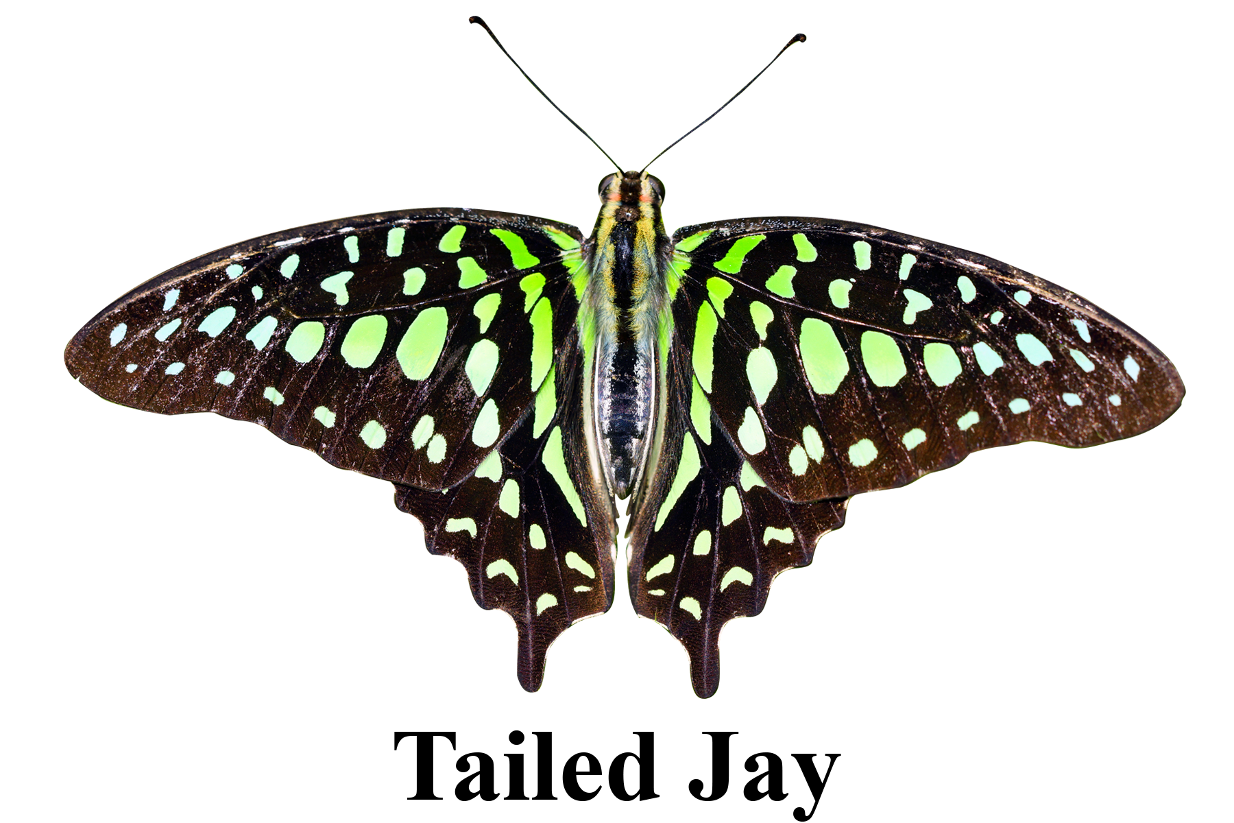 Tailed Jay